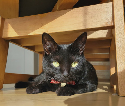 家具の下に猫ちゃん