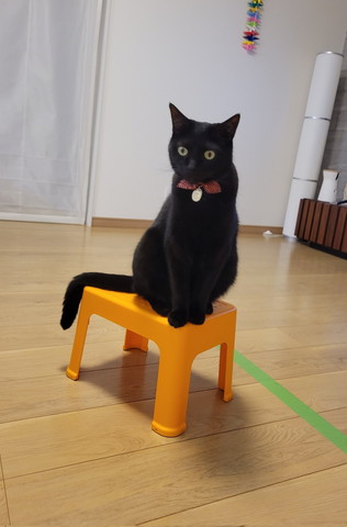 椅子に座る猫ちゃん