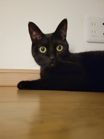 黒猫アップ