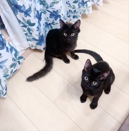 短毛・長毛兄弟のビフォアフ