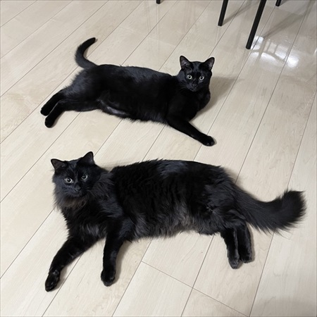 短毛・長毛兄弟のビフォアフ