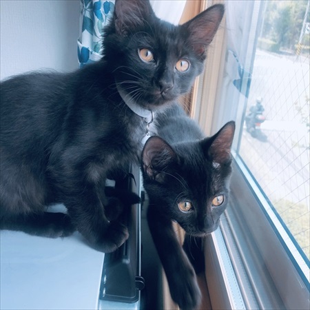 短毛・長毛兄弟のビフォアフ