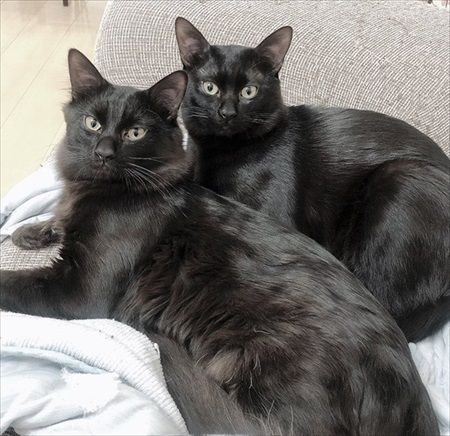 短毛・長毛兄弟のビフォアフ