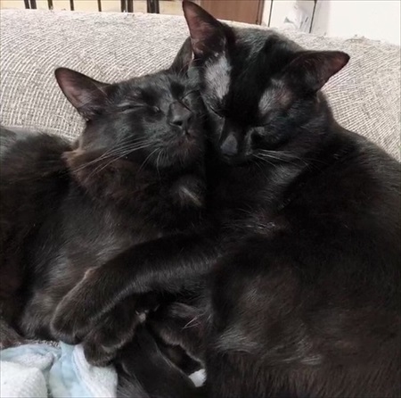 短毛・長毛兄弟のビフォアフ