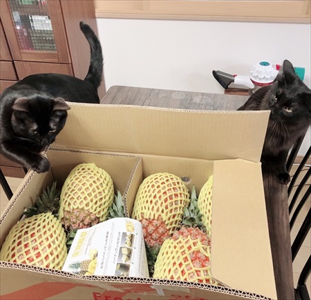 短毛・長毛兄弟のビフォアフ