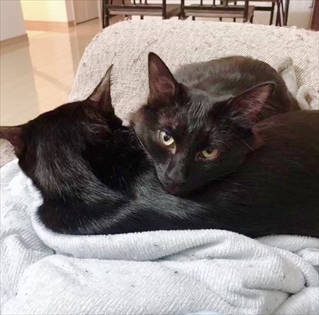 短毛・長毛兄弟のビフォアフ