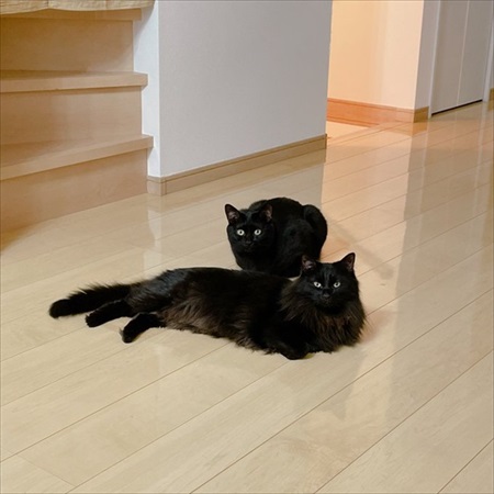 短毛・長毛兄弟のビフォアフ