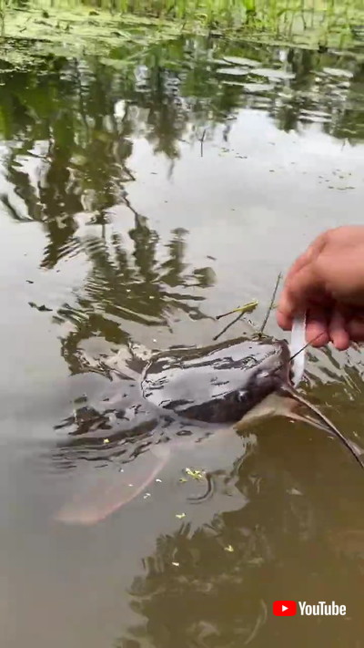 スプーンでなまずに「あーん」