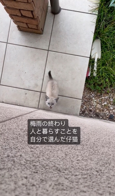 梅雨の終わりにやってきた猫