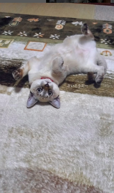 幸せそうな子猫