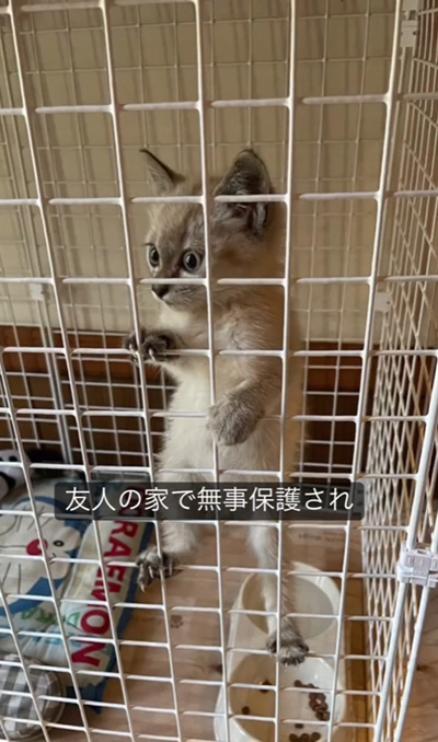 保護された子猫