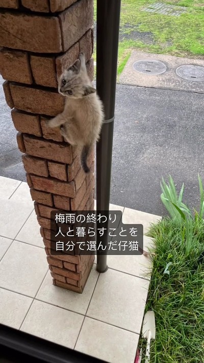 のぼってきた猫