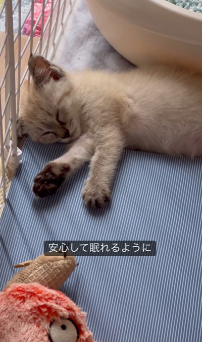 寝る子猫