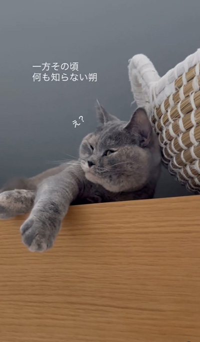 猫の朔ちゃん