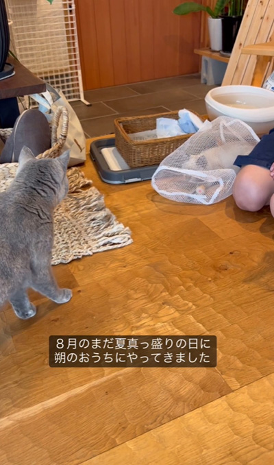 おうちにやってきた猫