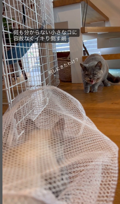 何もわからない朔ちゃんと子猫