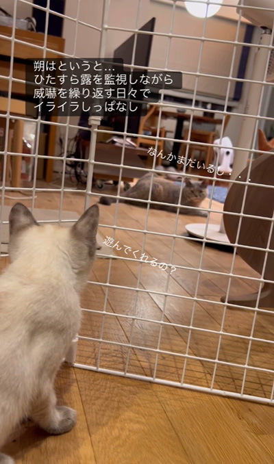 イライラする猫