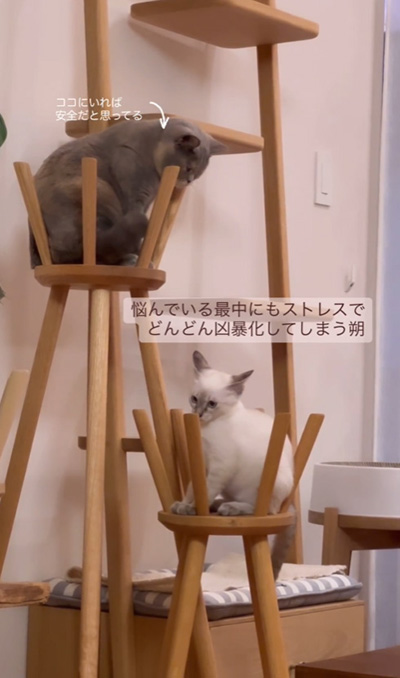 猫2匹