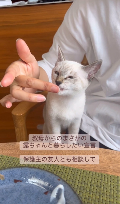 なめる子猫
