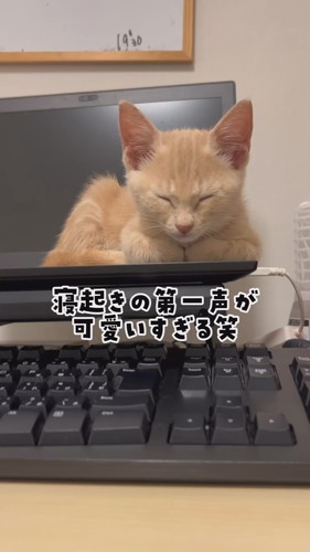 寝起きの第一声