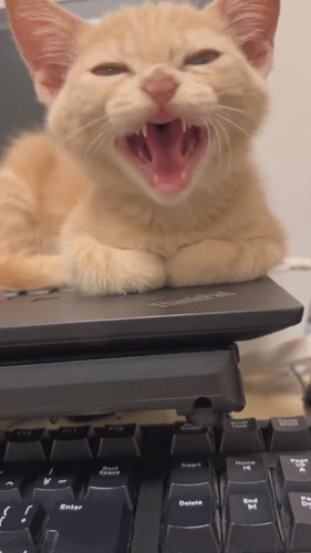 寝起きの第一声