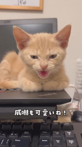 寝起きの第一声