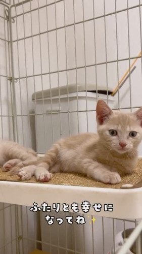 威嚇子猫ちゃん