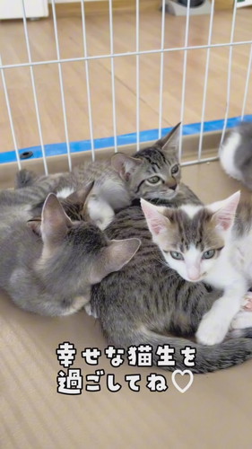 保護子猫ちゃん