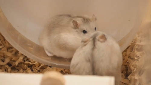 回したくないハムスターと回したくないハムスター