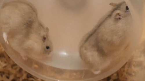 回したくないハムスターと回したくないハムスター