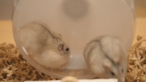 回したくないハムスターと回したくないハムスター