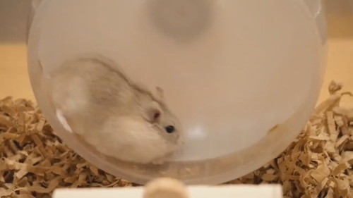 回したくないハムスターと回したくないハムスター