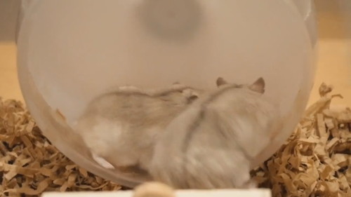 回したくないハムスターと回したくないハムスター