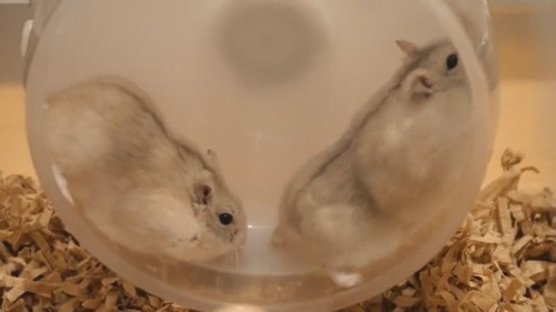 回したくないハムスターと回したくないハムスター