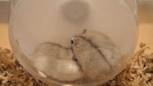 回したくないハムスターと回したくないハムスター