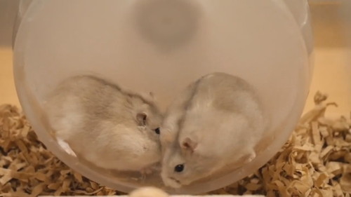 回したくないハムスターと回したくないハムスター