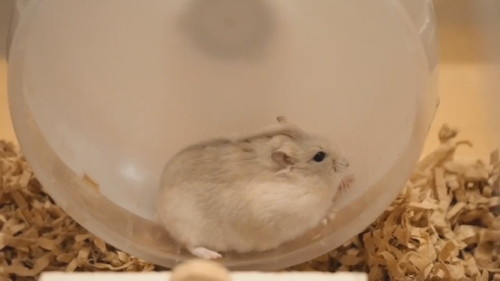 回したくないハムスターと回したくないハムスター