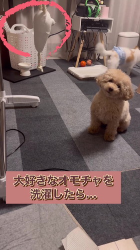 大好きなおもちゃを洗濯されたワンコ