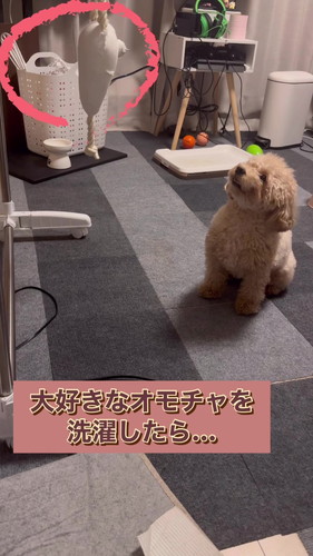 大好きなおもちゃを洗濯されたワンコ
