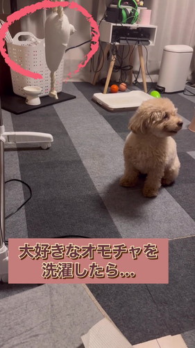 大好きなおもちゃを洗濯されたワンコ