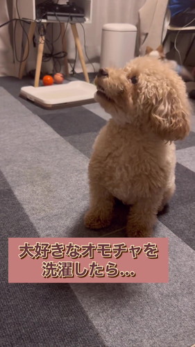 大好きなおもちゃを洗濯されたワンコ