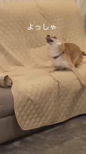 徹底的に掘り掘りする麦くん