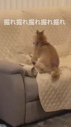 徹底的に掘り掘りする麦くん