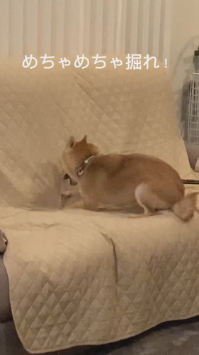 徹底的に掘り掘りする麦くん