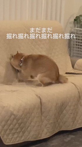 徹底的に掘り掘りする麦くん