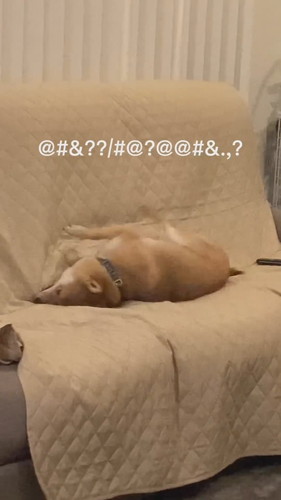 徹底的に掘り掘りする麦くん