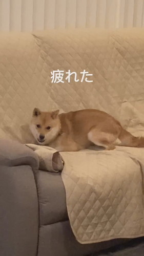 徹底的に掘り掘りする麦くん