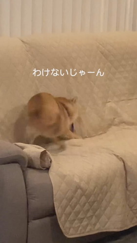 徹底的に掘り掘りする麦くん