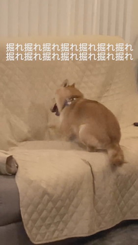 徹底的に掘り掘りする麦くん