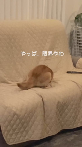 徹底的に掘り掘りする麦くん